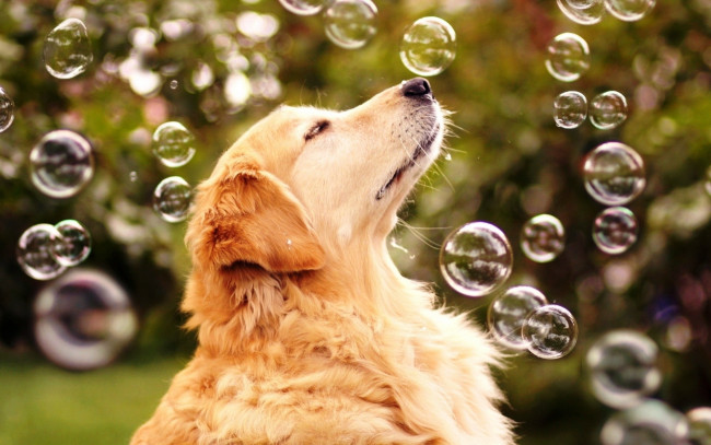 Обои картинки фото радость жизни, животные, собаки, собака, радость, жизни, мыльные, пузыри