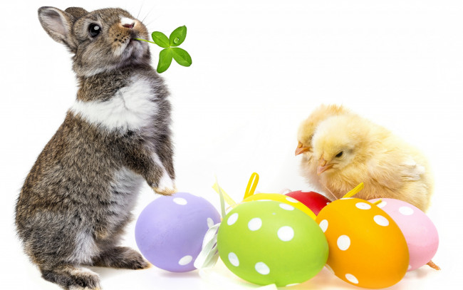 Обои картинки фото животные, разные вместе, easter, яйца, цыплята, кролик, пасха, spring, bunny