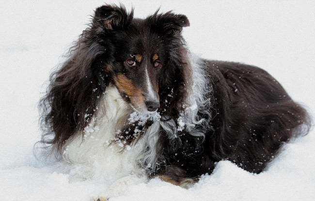 Обои картинки фото животные, собаки, пушистая, собака, взгляд, зима, снег