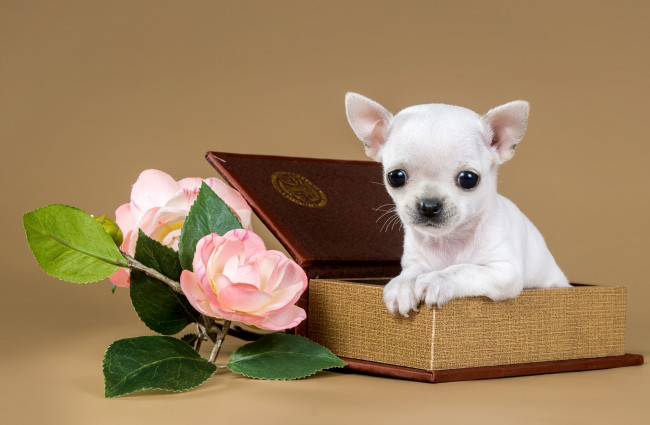 Обои картинки фото животные, собаки, коробка, цветы, милый, чихуахуа, щенок