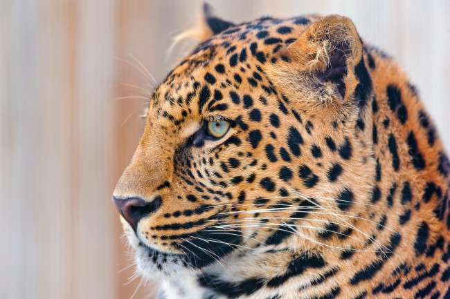 Обои картинки фото леопард, животные, леопарды, морда, взгляд, усы, профиль