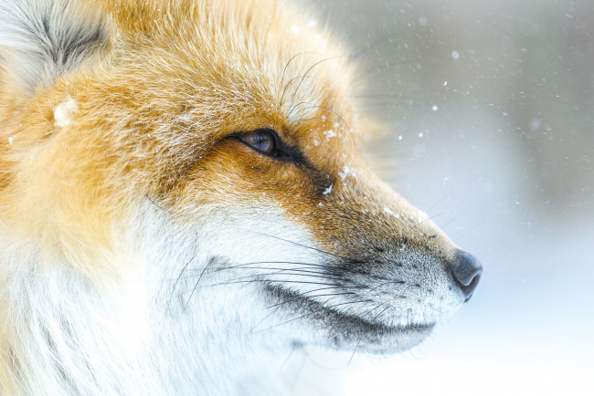 Обои картинки фото животные, лисы, лис, лиса, морда, снег
