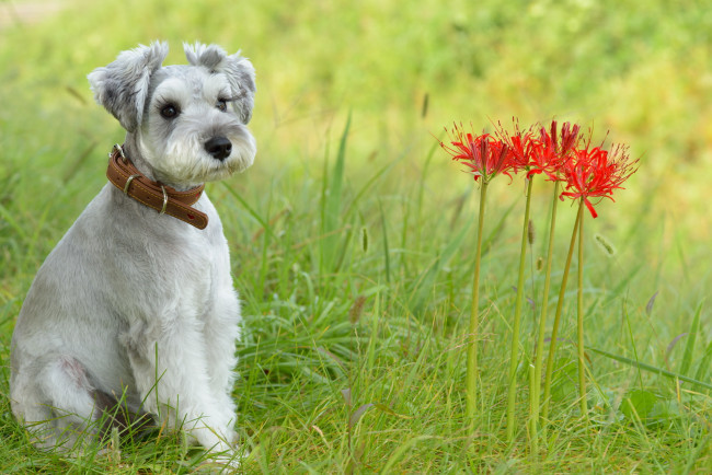Обои картинки фото животные, собаки, лето, трава, луг, цветы, собака, взгляд