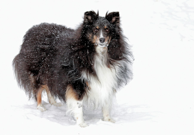 Обои картинки фото животные, собаки, снег, зима, пушистая, взгляд, собака