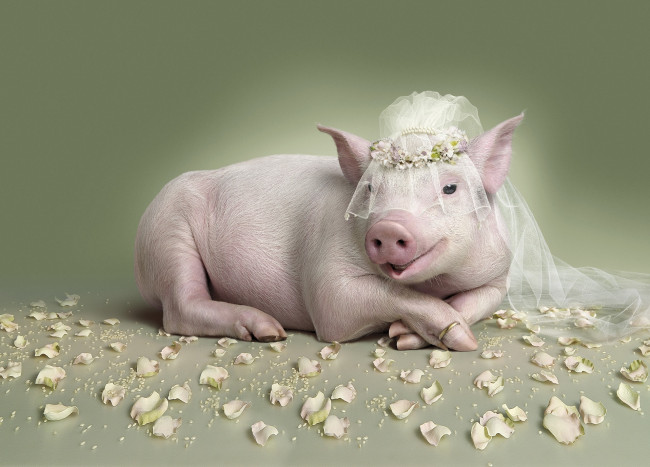 Обои картинки фото юмор и приколы, обручальное, кольцо, невеста, фата, свинья