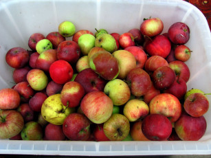Картинка еда Яблоки урожай яблоки