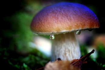 Картинка природа грибы боровик