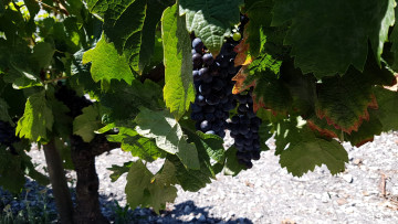 Картинка природа Ягоды +виноград ягоды грозди виноградник