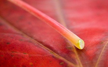 обоя природа, листья, макро, осень, красный, лист