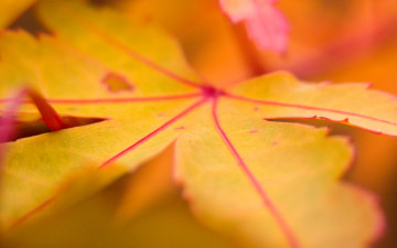 обоя природа, листья, желтый, лист, осень, макро, клен