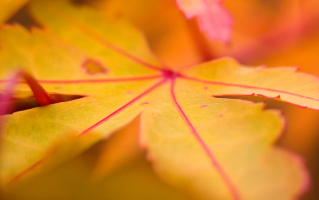 Обои картинки фото природа, листья, желтый, лист, осень, макро, клен