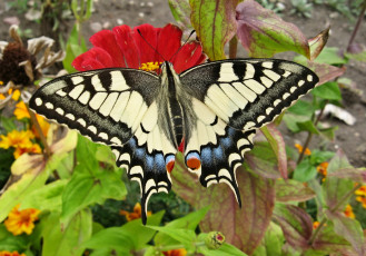 Картинка махаон животные бабочки +мотыльки +моли цветок насекомое бабочка