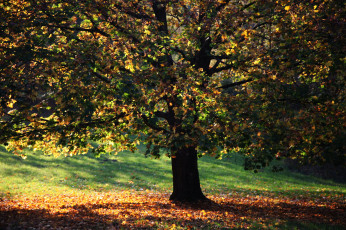 обоя природа, деревья, осень, дерево