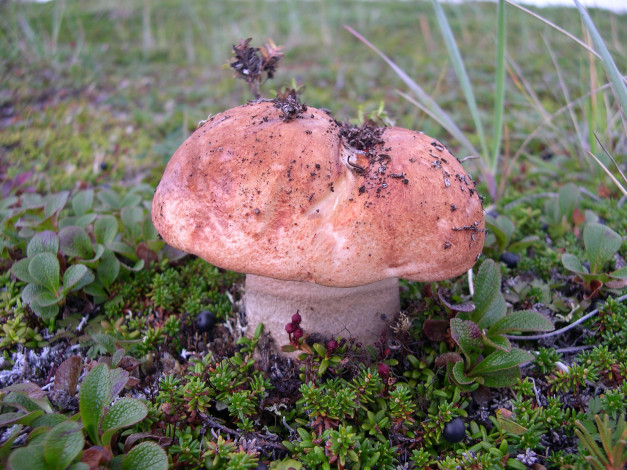 Обои картинки фото гриб, природа, грибы, трава, ягоды
