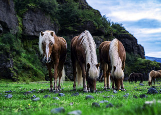 Картинка животные лошади пастбище скала