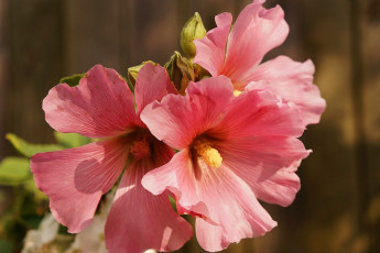 Картинка цветы мальвы розовые макро