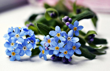 обоя цветы, незабудки, синие