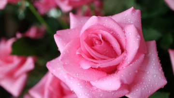 Картинка цветы розы розовая роза макро капли
