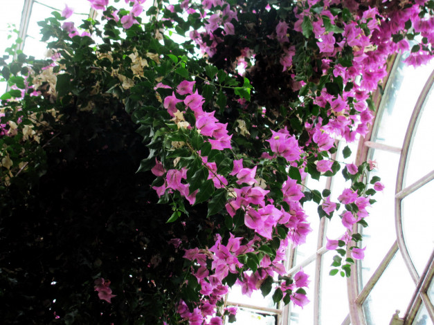 Обои картинки фото цветы, бугенвиллея, розовая, бугенвилея, куст