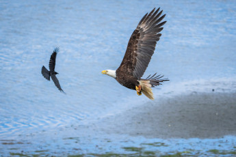 обоя american bald eagle, животные, птицы - хищники, american, bald, eagle