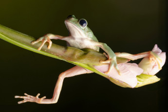 обоя mexican walking leaf frog, животные, лягушки, mexican, walking, leaf, frog