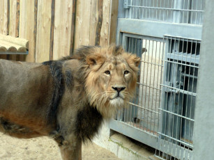 Картинка лев животные львы