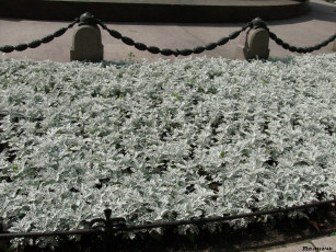 Картинка санкт петербурге цветы