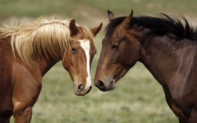Обои картинки фото животные, лошади