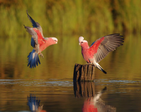 Картинка животные попугаи какаду galahs вода