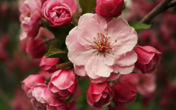 Картинка цветы цветущие деревья кустарники яблоня бутоны весна цветение