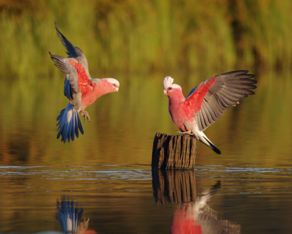 Обои картинки фото животные, попугаи, какаду, galahs, вода