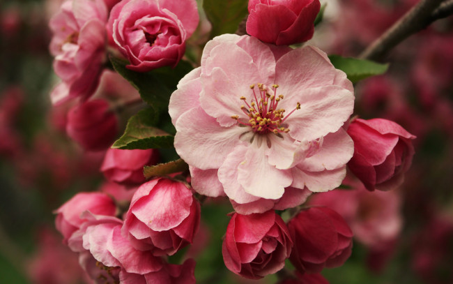 Обои картинки фото цветы, цветущие, деревья, кустарники, яблоня, бутоны, весна, цветение