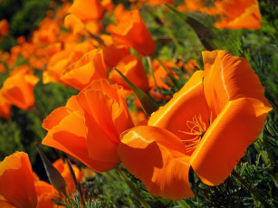 Картинка цветы эшшольция калифорнийский мак калифорнийская