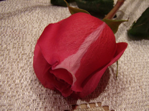 Картинка цветы розы роза красная полоска