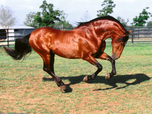 Картинка животные лошади загон конь гнедой