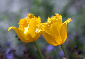 Картинка цветы тюльпаны жёлтые бутоны двойняшки