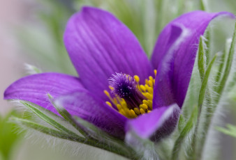 Картинка цветы анемоны адонисы сон-трава фиолетовый
