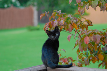 Картинка животные коты чёрный котёнок