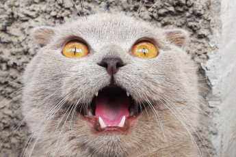 Картинка животные коты мордочка шотландский вислоухий