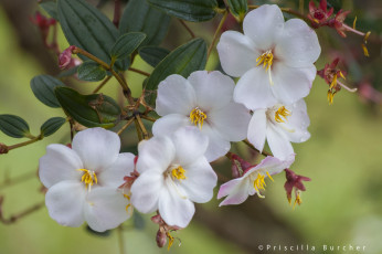 Картинка цветы цветущие деревья кустарники тибухина