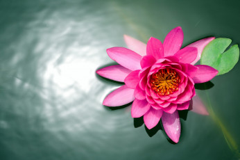 Картинка цветы лилии водяные нимфеи кувшинки вода розовый нимфея