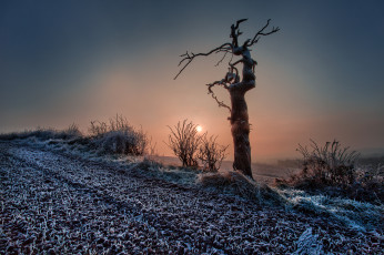 Картинка природа восходы закаты закат дерево мороз иней