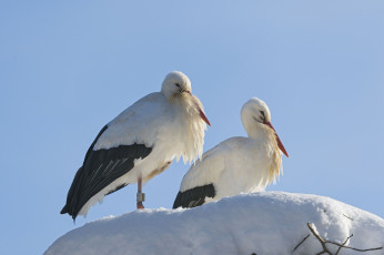 Картинка животные аисты птицы снег
