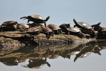 Картинка животные Черепахи бревно расписная черепаха