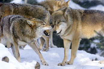 Картинка животные волки разборки стая