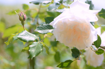 Картинка цветы розы бутончик лепестки