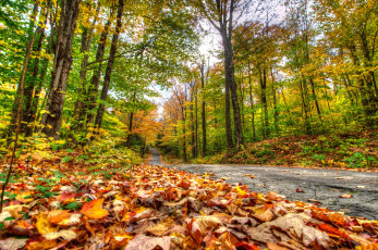 Картинка природа дороги сша нью хемпшир лес осень
