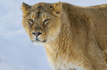 Картинка животные львы портрет львица