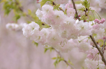 Картинка цветы сакура вишня ветка цветение