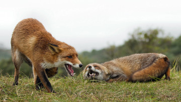 Картинка животные лисы игра две лисички